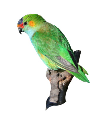 rainbow jungle kalbarri birds for sale rainbow jungle kalbarri birds for sale