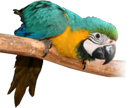 rainbow jungle kalbarri birds for sale rainbow jungle kalbarri birds for sale